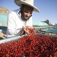 Kaffeseminar med landmænd og barristaer fra Yemen