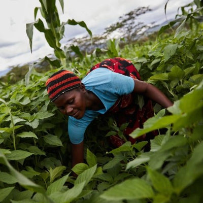 Chia og kaffe fra Congo (DRC)