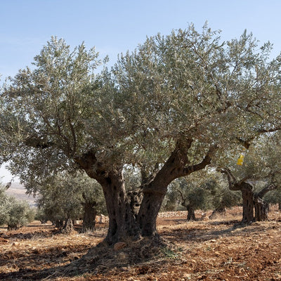 Olive oil from Palestine is back!