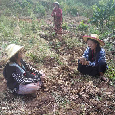 Ingefær fra Myanmar