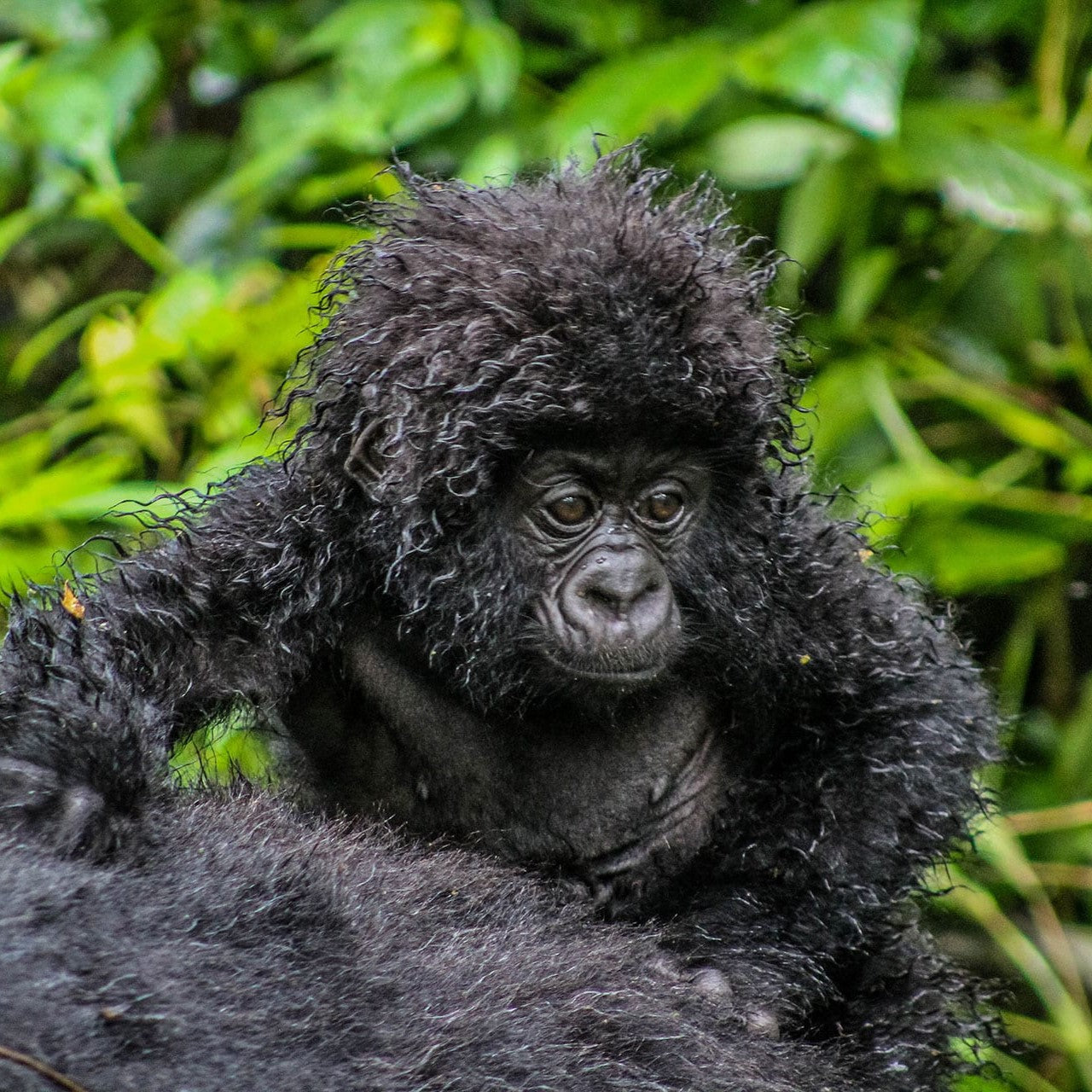 Vanilje fra Congo (DRC)