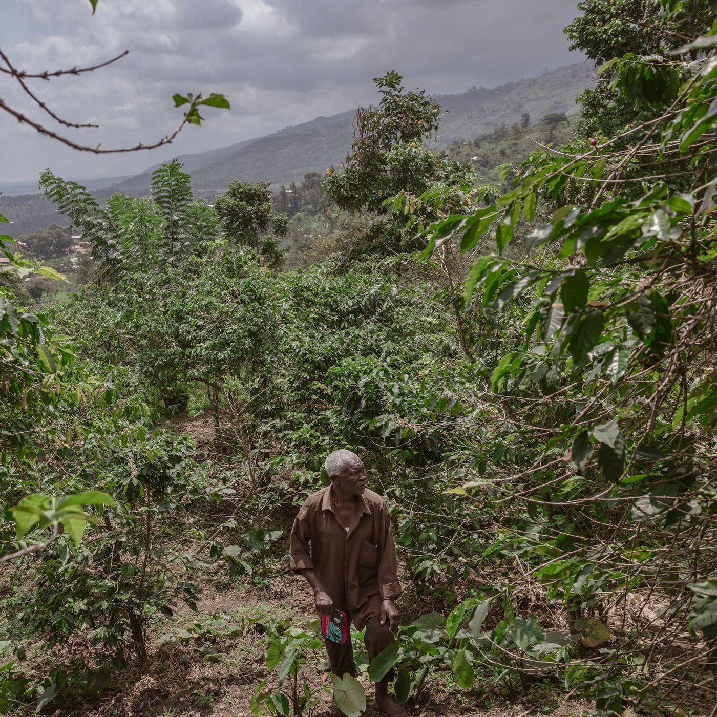 Kaffe fra Congo (DRC)