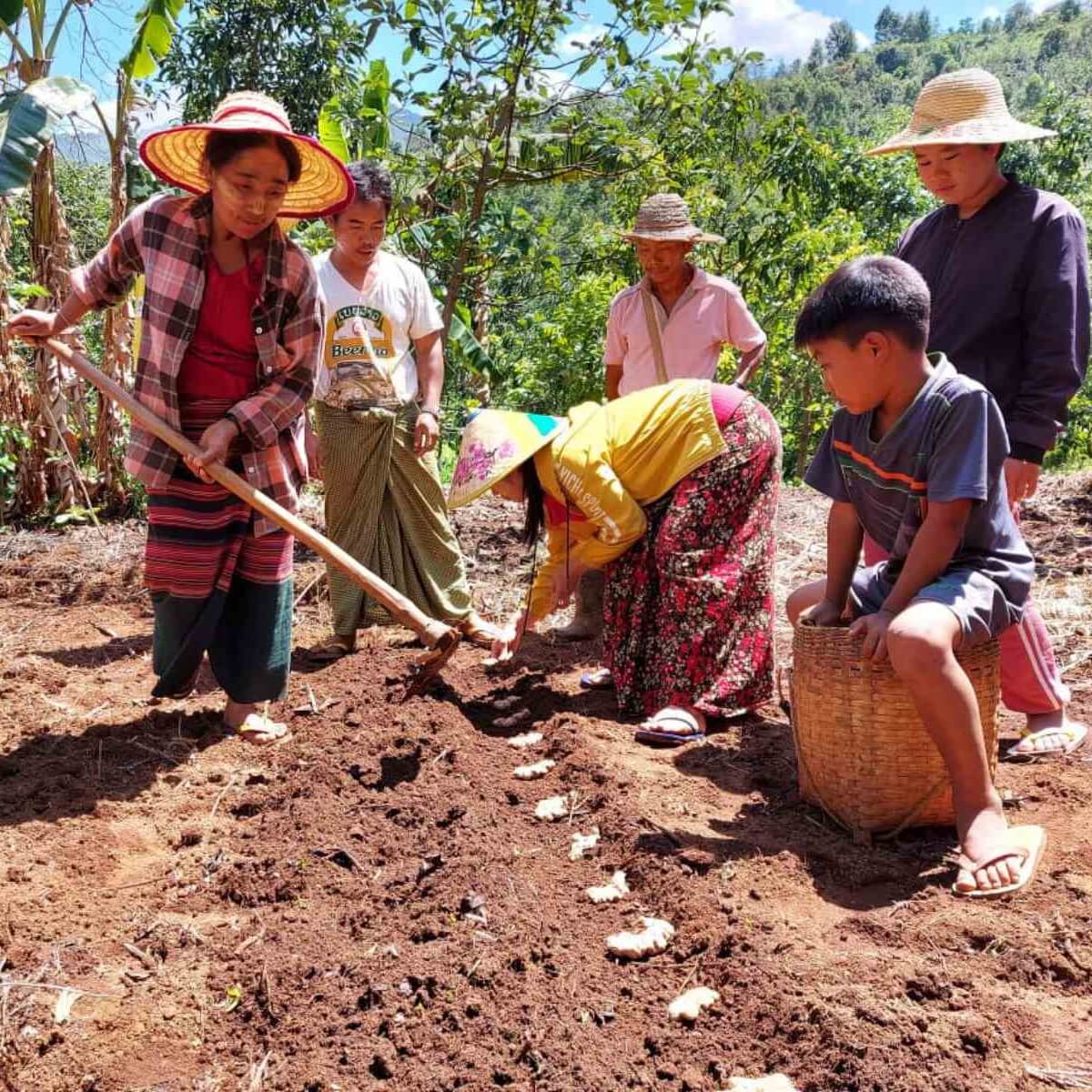 Ingefær, tørret fra Myanmar