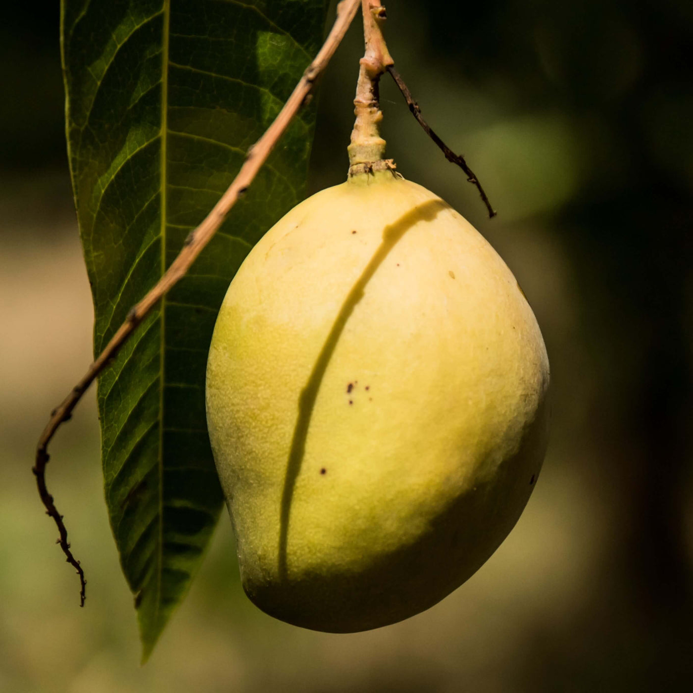 Mango Brooks fra Burkina Faso, økologiske