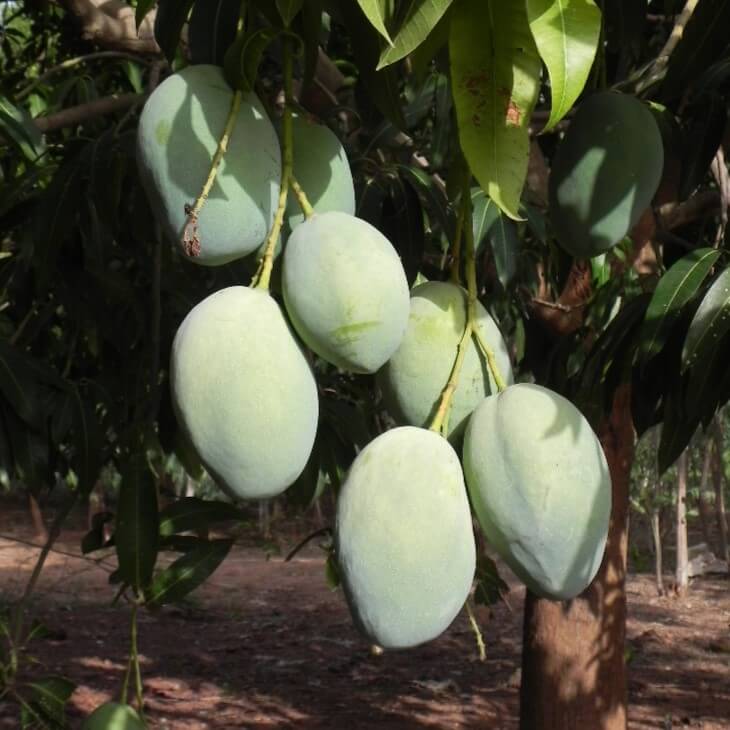 Mango Brooks fra Burkina Faso, økologiske