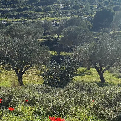 Olivenolie fra Palæstina, ekstra jomfru
