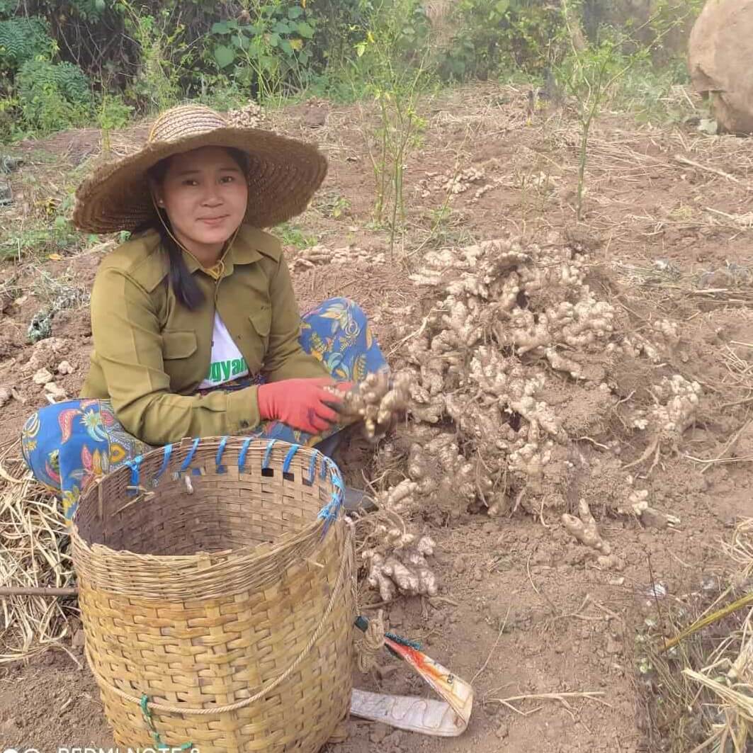 Ingefær, tørret fra Myanmar