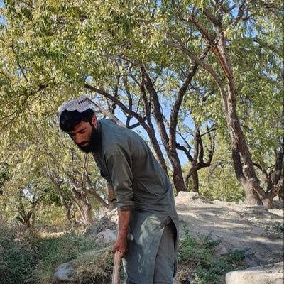 Almonds from Afghanistan