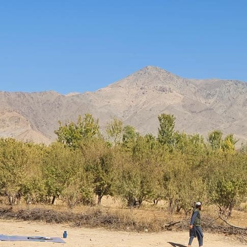 Almonds from Afghanistan