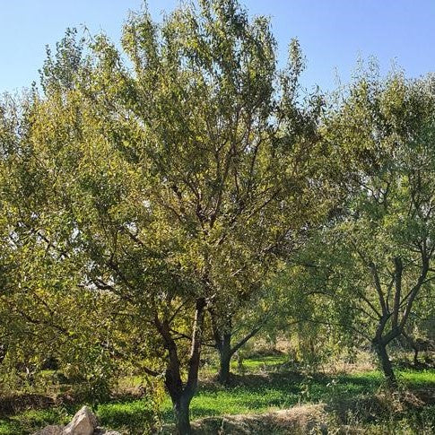 Almonds from Afghanistan