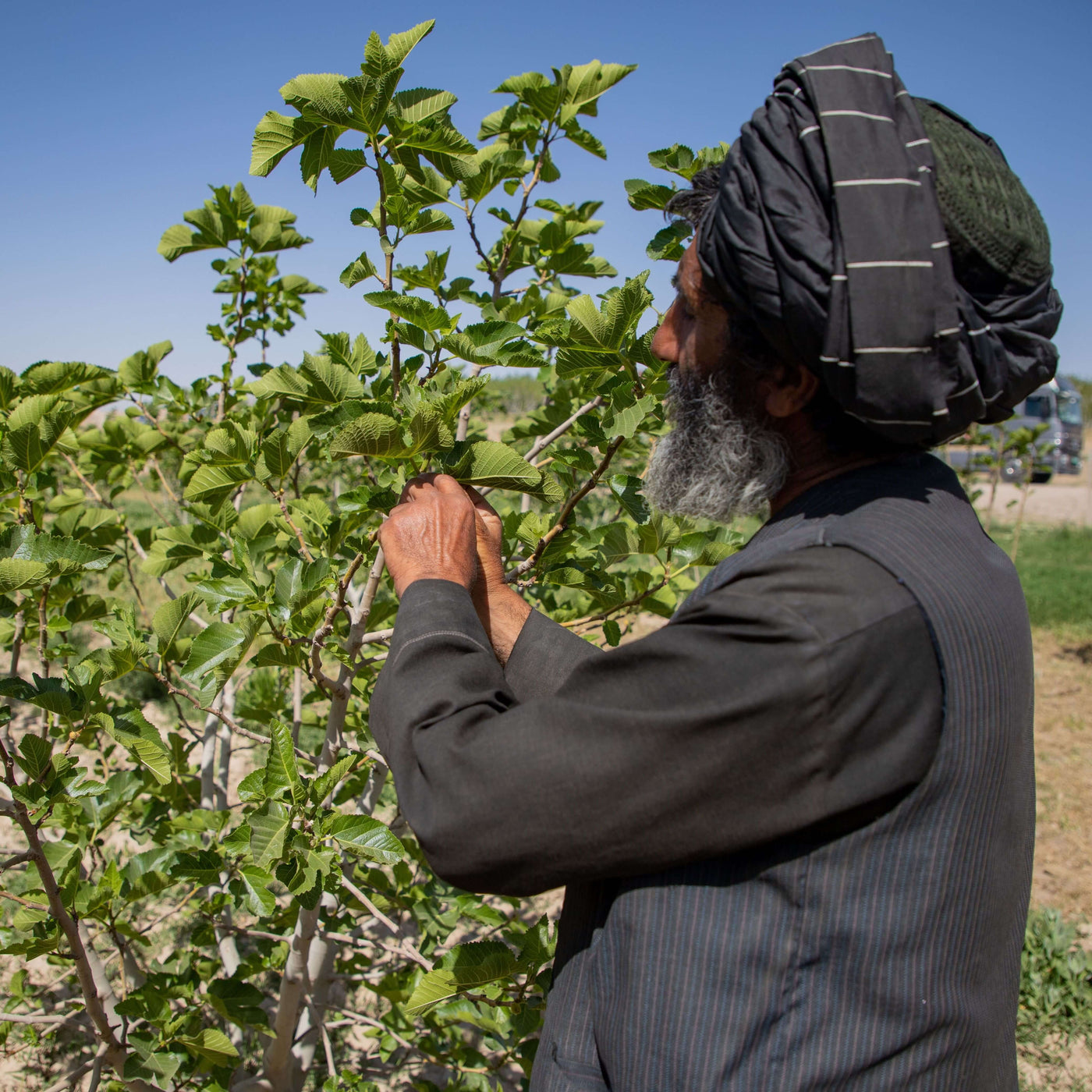 Figner, soltørrede fra Afghanistan