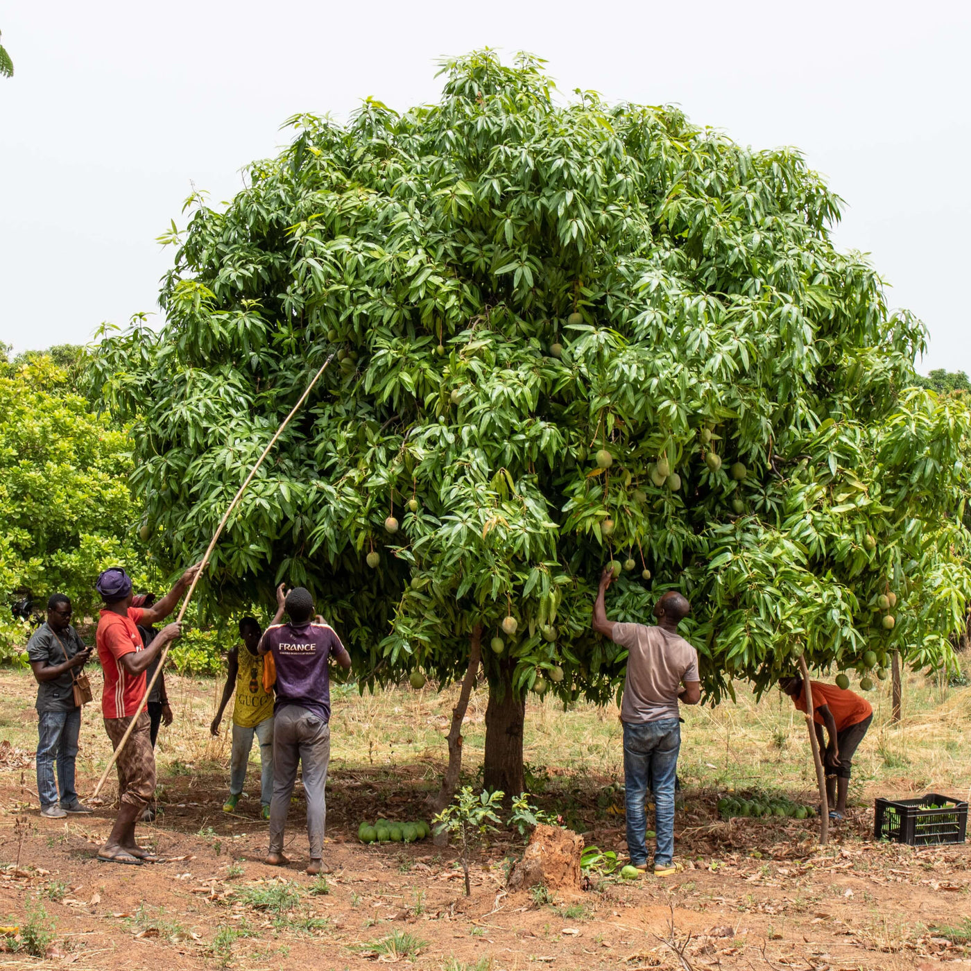 Mango Brooks, organic and fair trade, from Burkina Faso