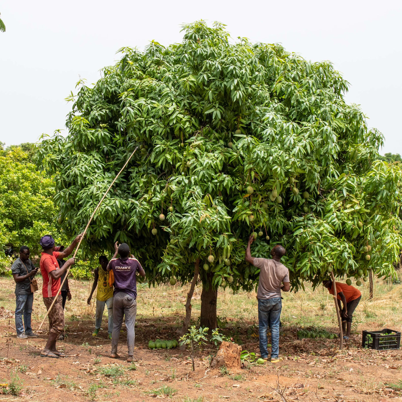 Mango Brooks fra Burkina Faso, økologiske