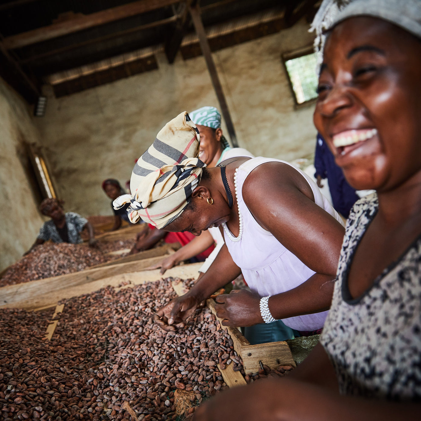 Kakaoskaller fra Congo (DRC)