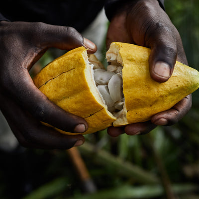 Kakaoskaller fra Congo (DRC)