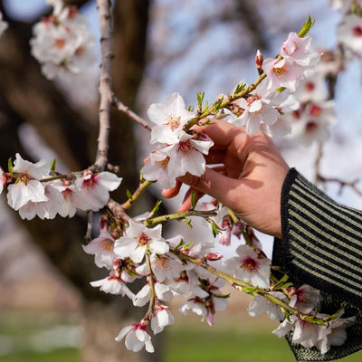 Almonds from Afghanistan