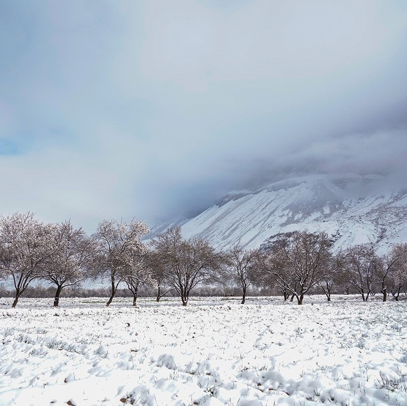 Almonds from Afghanistan