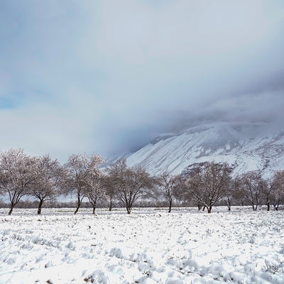 Almonds from Afghanistan