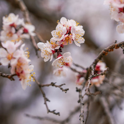 Apricots, tree dried from Afghanistan