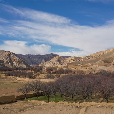 Abrikoskerner, søde, fra Afghanistan