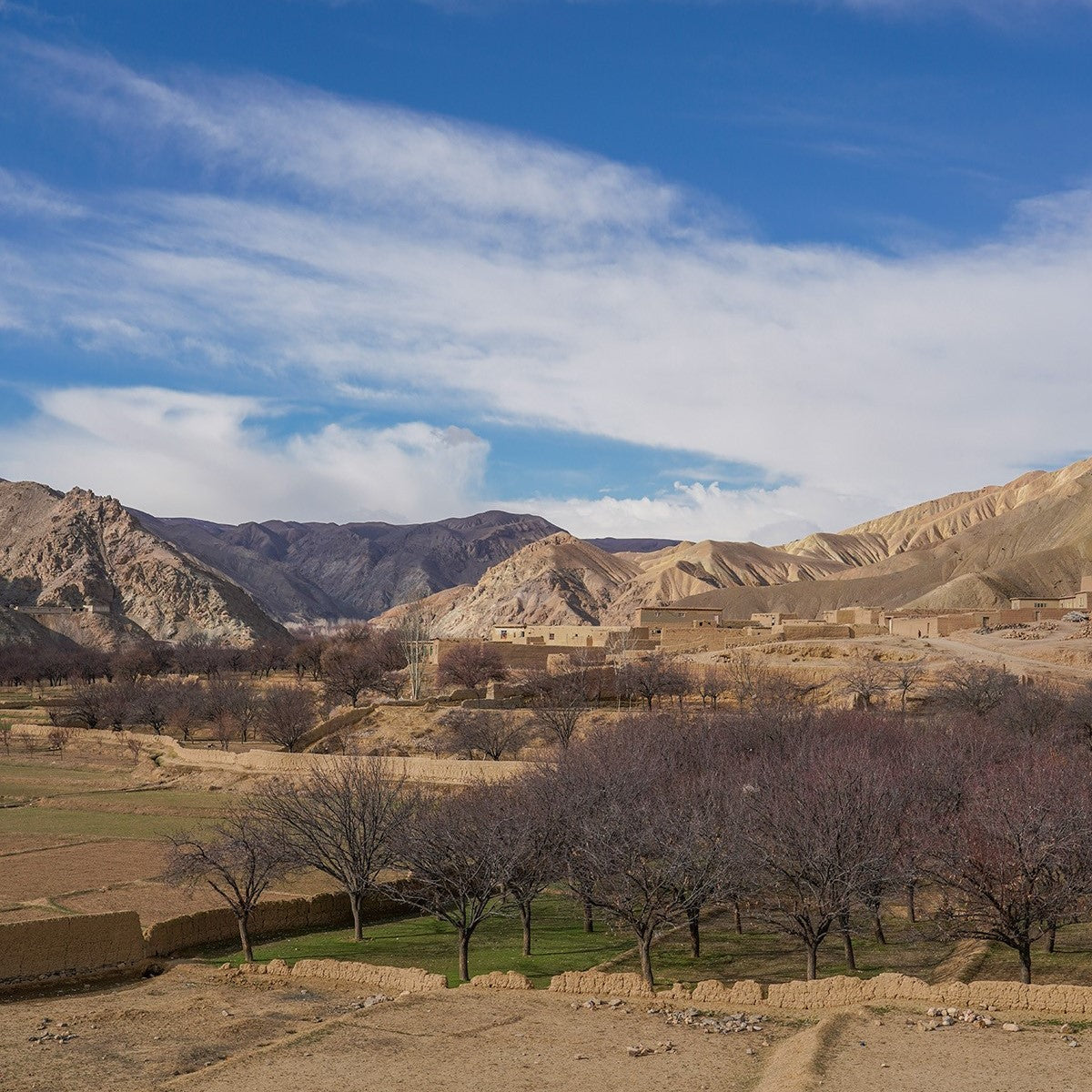 Apricots, tree dried from Afghanistan