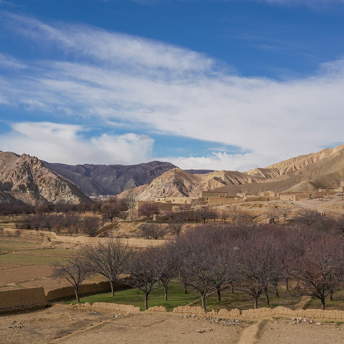 Abrikoser, trætørrede fra Afghanistan
