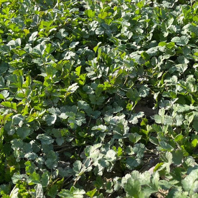 Coriander from Afghanistan