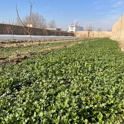 Coriander from Afghanistan