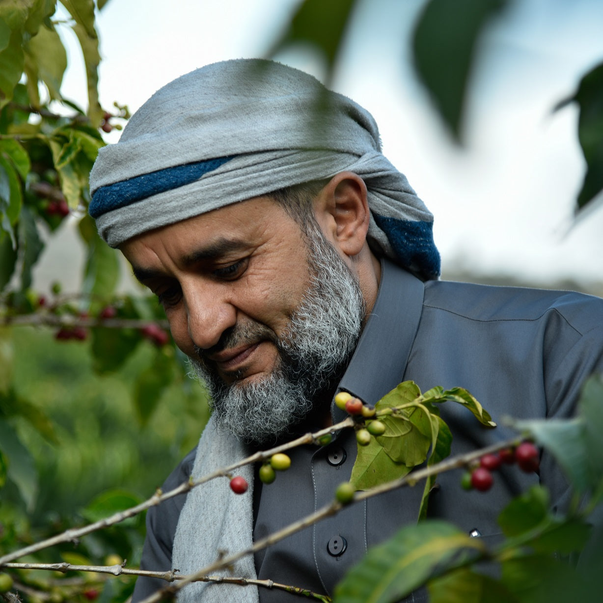 Qishr/Cascara fra Yemen