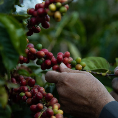 Qishr/Cascara fra Yemen