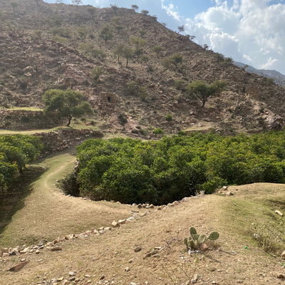 Kaffe fra Yemen