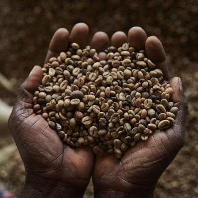 Kaffe fra Congo (DRC)