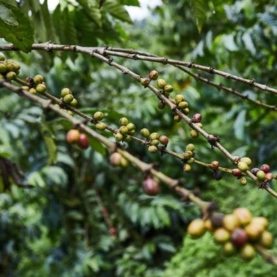 Kaffe fra Congo (DRC)