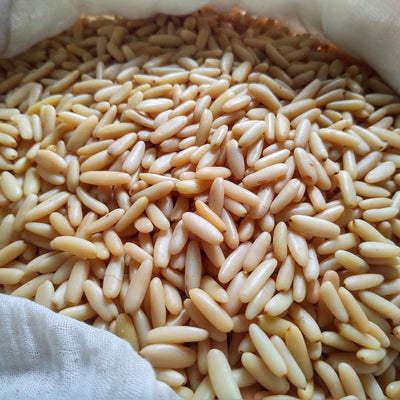 Jalghoza Pine nuts from Afghanistan