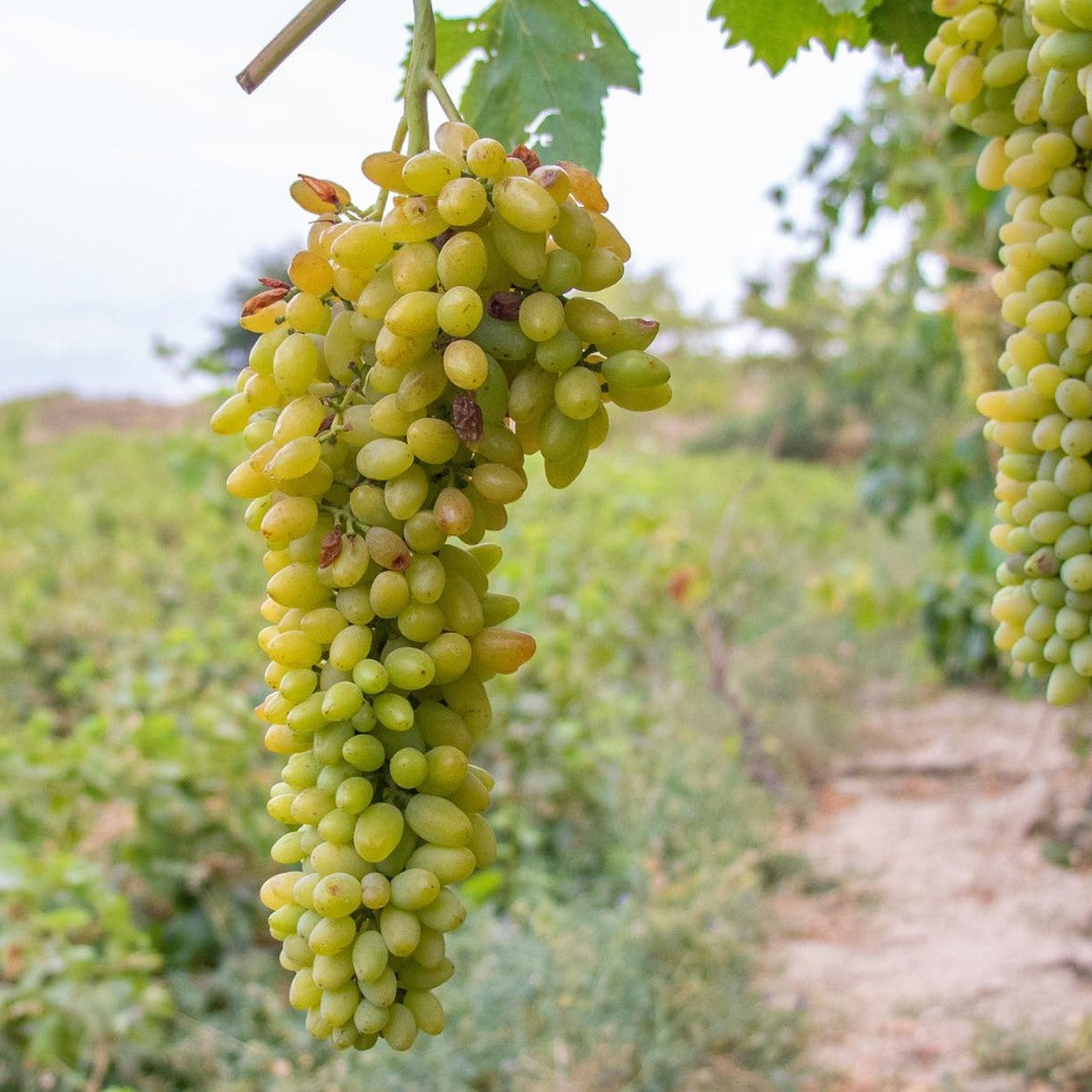 Rosiner, Kishmish fra Afghanistan