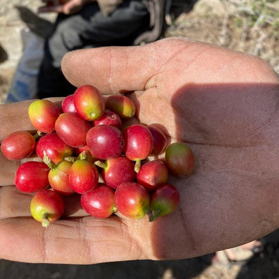 Kaffe fra Yemen