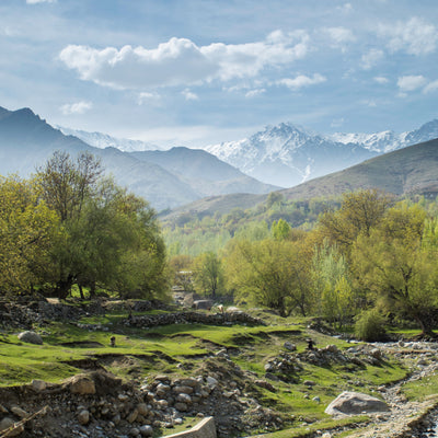 Rosiner, Kishmish fra Afghanistan