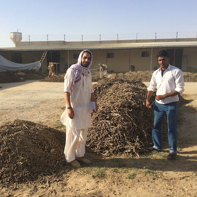 Licorice root from Afghanistan