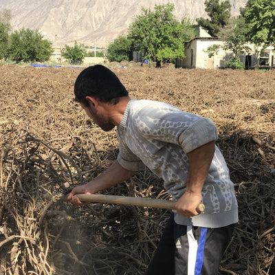 Licorice root from Afghanistan