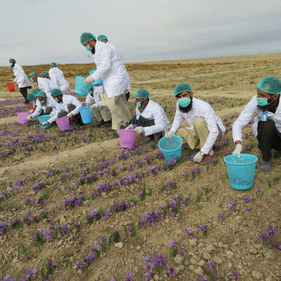 Saffron from Afghanistan