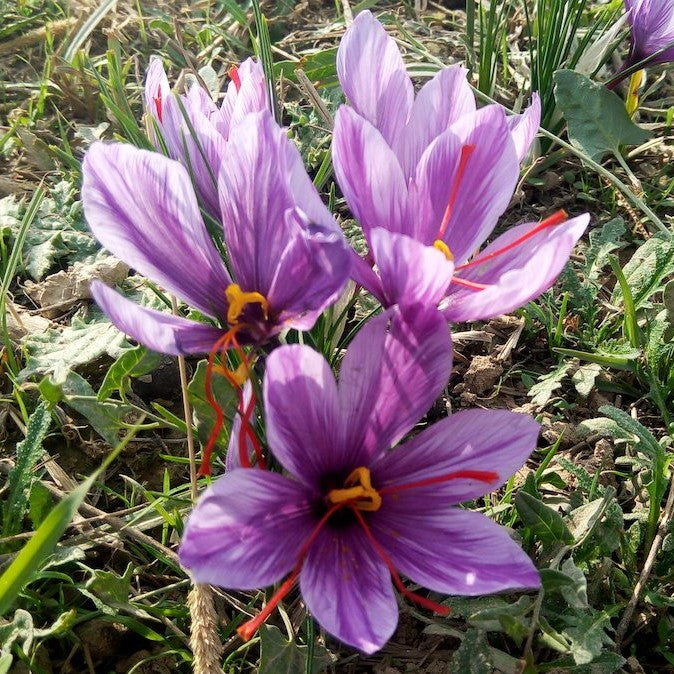 Saffron from Afghanistan